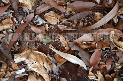 background brown leaves