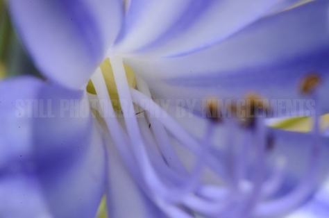 purple-flower-agapanthas-macro-centre