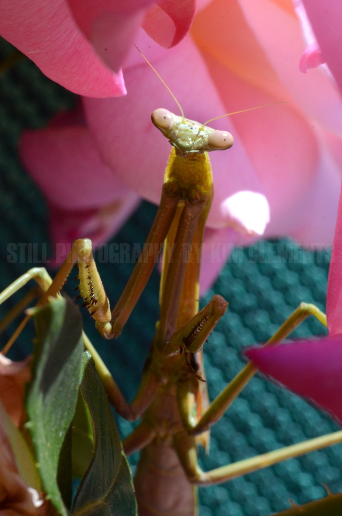 BLOG praying mantis 2